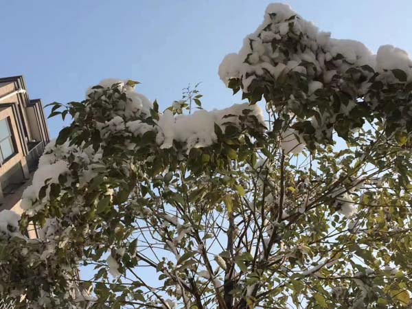 深圳行政訴訟律師講解起草行政協議司法解釋的基本原則
